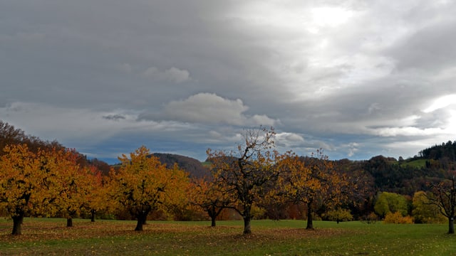 Verfärbte Blätter in der Nordwestschweiz. Verfärbte Blätter in der Nordwestschweiz.