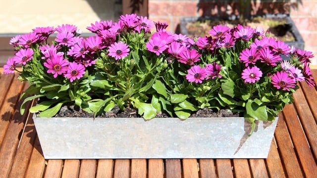 Mit Kapmargeriten bringst du auch pink auf deinen Balkon. Mit Kapmargeriten bringst du auch pink auf deinen Balkon.
