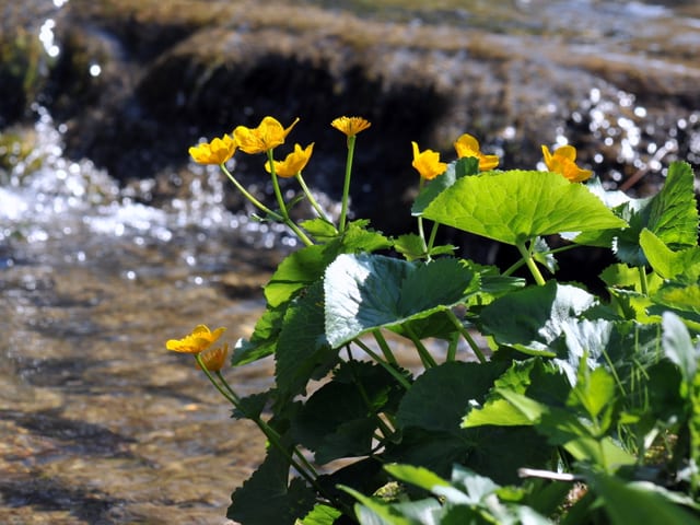 gelbe Dotterblümchen an einem Bach