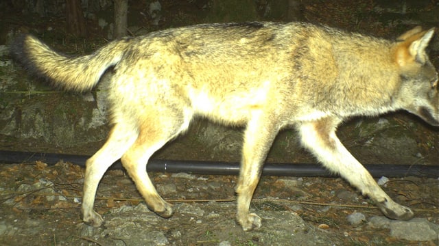 Fotofallenbild des inzwischen erlegten Urner Wolfs vom April 2016.
