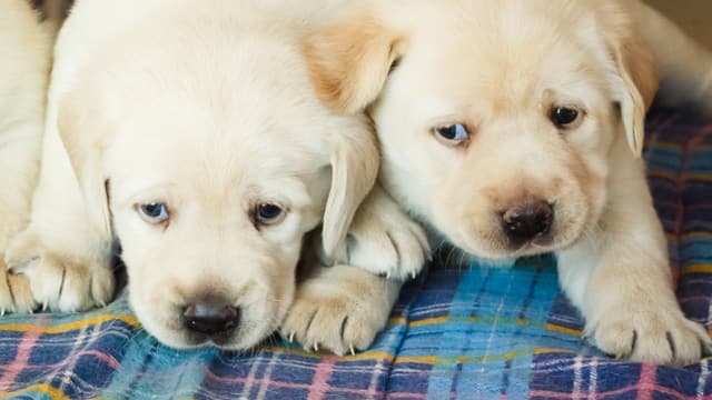 Zwei Hundewelpen Zwei Hundewelpen