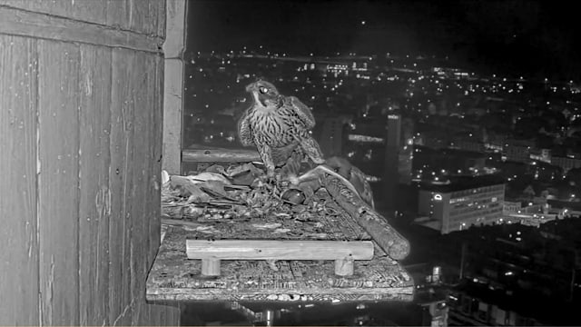 Wanderfalke auf der Plattform bei Nacht. Wanderfalke auf der Plattform bei Nacht.