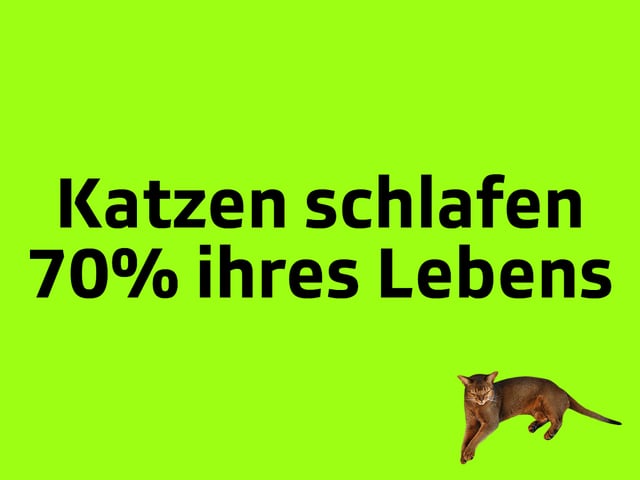 Texttafel: Katzen schlafen 70 Prozent ihres Lebens