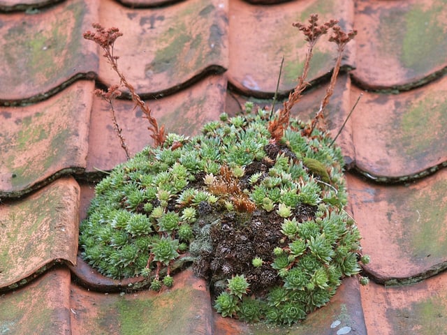 Dach-Hauswurz (Sempervivum tectorum) Dach-Hauswurz (Sempervivum tectorum)