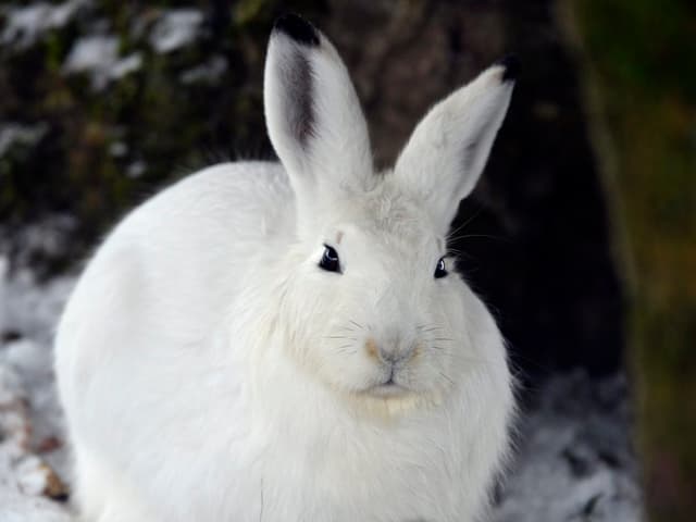 Schneehase Schneehase