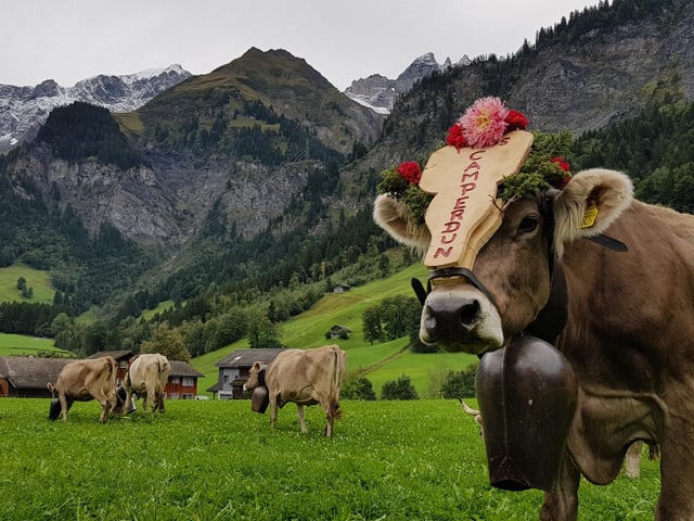 Eine dekorierte Kuh. Eine dekorierte Kuh.
