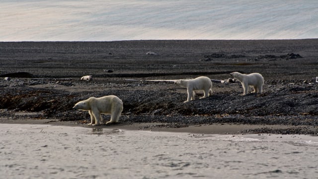 3 Eisbären am Meeresufer in Spitzbergen. 3 Eisbären am Meeresufer in Spitzbergen.