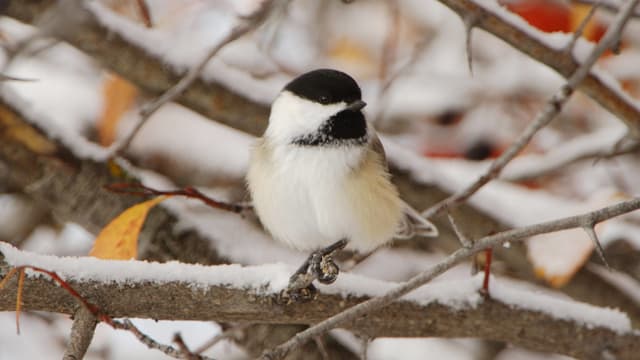 Ein Vogel mit schwarzem Kopf sitzt auf einem verschneiten Zweig. Ein Vogel mit schwarzem Kopf sitzt auf einem verschneiten Zweig.