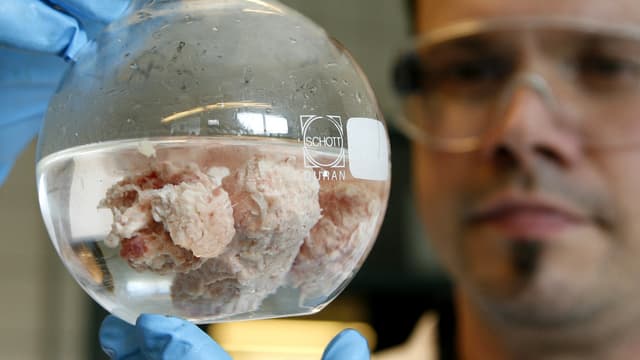 Ein Mann mit Schutzbrille und blauen Handschuhen schaut in eine Flasche mit in Flüssigkeit eingelegtem, halb zersetztem Rindfleisch. Ein Mann mit Schutzbrille und blauen Handschuhen schaut in eine Flasche mit in Flüssigkeit eingelegtem, halb zersetztem Rindfleisch.