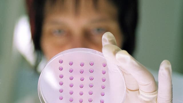 Ein Frau schaut auf eine Glasschale, die sie mit Plastikhandschuhen in der Hand hält. Ein Frau schaut auf eine Glasschale, die sie mit Plastikhandschuhen in der Hand hält.