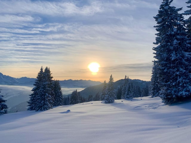 Landschaft mit Schnee und Tannen bei Sonnenuntergang