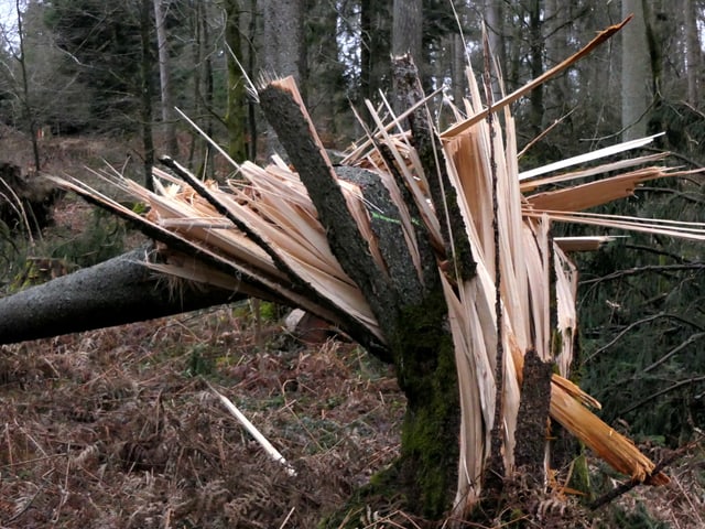 Bild von einem umgeknickten Baum.