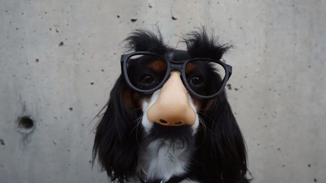 Hund mit Nase und Brille