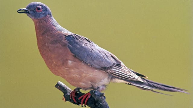 Ausgestorbene Tierarten Die Ausgerottete Wandertaube Soll Wieder Fliegen Kultur Srf