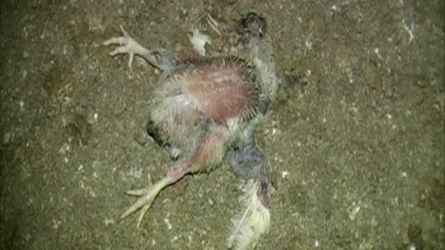 Totes junges Huhn Totes junges Huhn