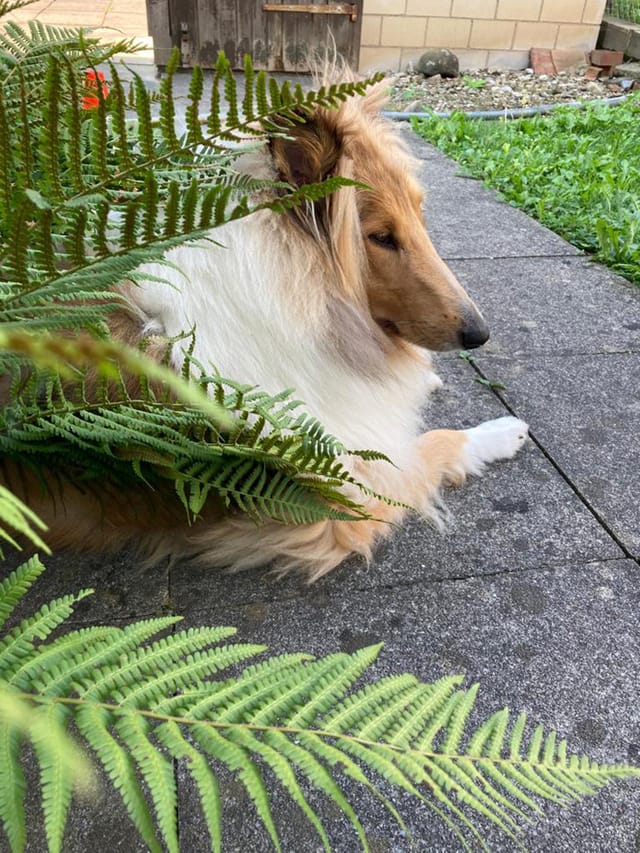 Ein Hund, der im Garten unter einem Busch liegt.