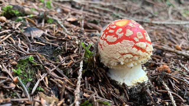 Amanita mustgera.