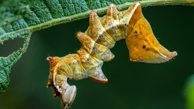 Eine gekrümmte gelbe raupe auf einem Blatt Eine gekrümmte gelbe raupe auf einem Blatt