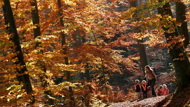 Kinder sind im Wald unterwegs Kinder sind im Wald unterwegs