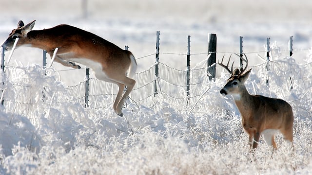 Zwei Hirsche im Schnee. Zwei Hirsche im Schnee.