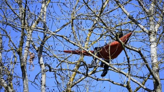 Ein Aktivist liegt in einer Hängematte hoch oben in einem Baum. Ein Aktivist liegt in einer Hängematte hoch oben in einem Baum.