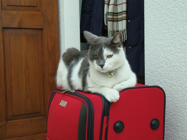 Eine Katze liegt auf einem Koffer.