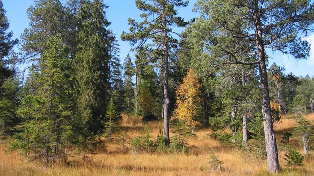 Ein Blick in den Furenwald bei besten Wetterbedingungen. Ein Blick in den Furenwald bei besten Wetterbedingungen.