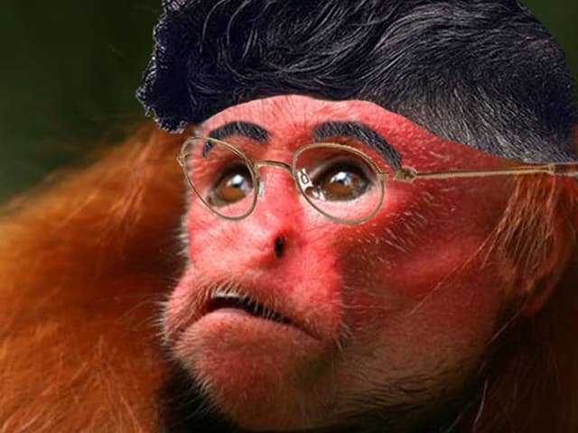 Schöner roter Uakari