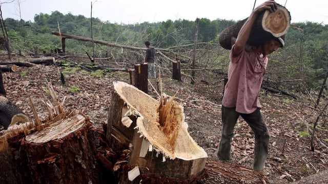 Ein Wald in Indonesien wird gerodet. Ein Mann trägt einen Baumstamm weg. Ein Wald in Indonesien wird gerodet. Ein Mann trägt einen Baumstamm weg.