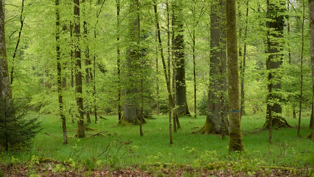 Das Aargauer Volk soll mehr Geld für den Wald sprechen