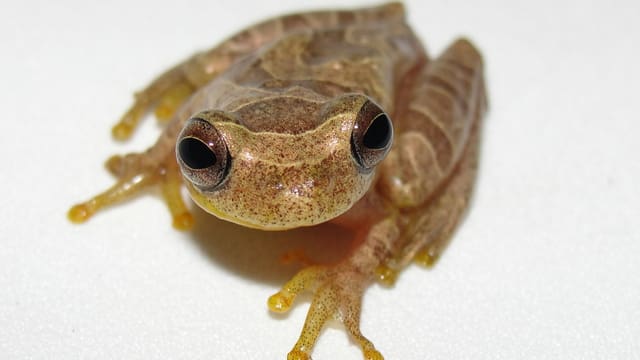 Dendropsophus stingi Dendropsophus stingi