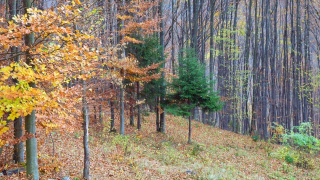 Mischwälder eignen sich für die Pilzsuche. Mischwälder eignen sich für die Pilzsuche.