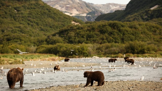 Büren am Columbia-River auf Lachs-Jagd. Büren am Columbia-River auf Lachs-Jagd.