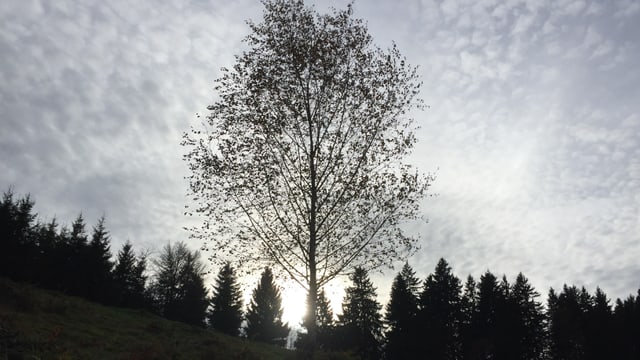 Fahler Sonnenschein in der Region Schüpfheim. Fahler Sonnenschein in der Region Schüpfheim.