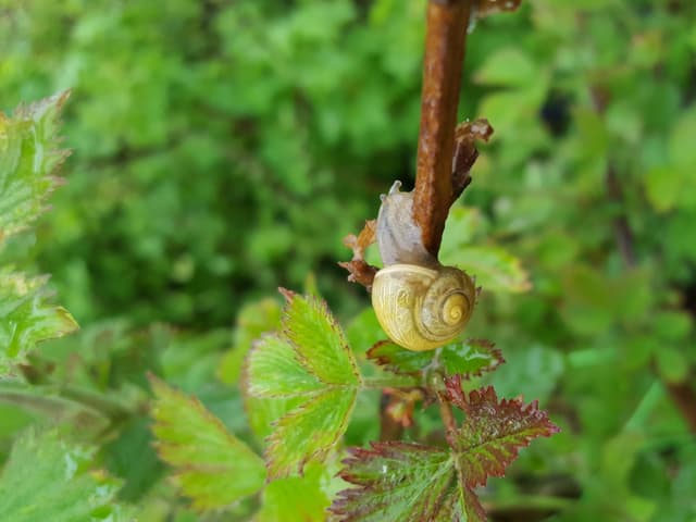 Schnecke am Ast