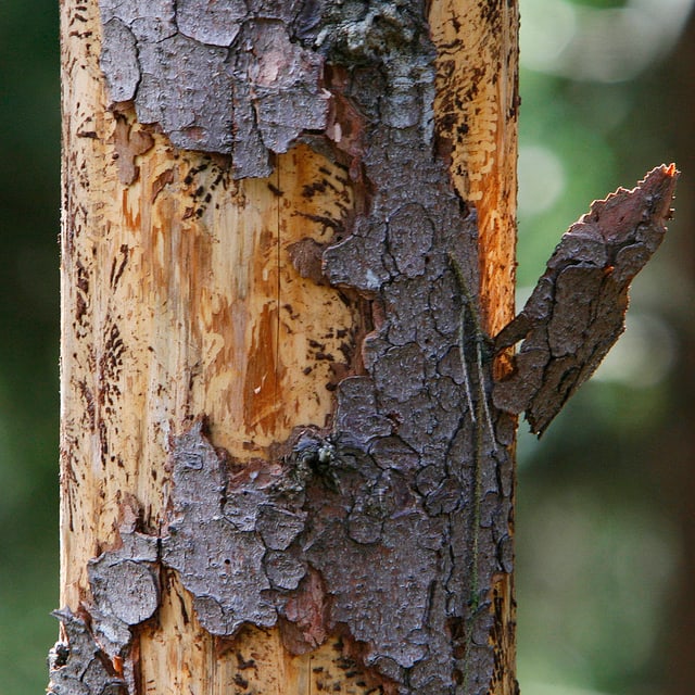 Ein vom Borkenkäfer befallener Baum weist deutliche Spuren auf: Das Holz bringt im Verkauf weniger Geld ein. Ein vom Borkenkäfer befallener Baum weist deutliche Spuren auf: Das Holz bringt im Verkauf weniger Geld ein.