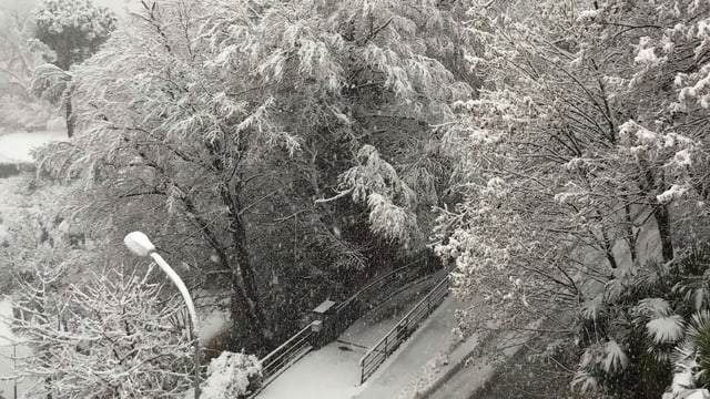 Schneebedeckte Bäume. Schneebedeckte Bäume.