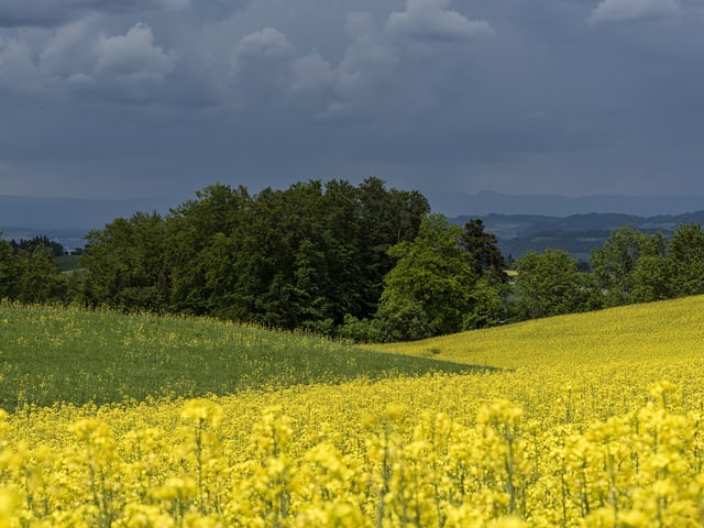 Blick vom Belpberg in Richtung Jura. Im Vordergund Raps, dahinter Laubbäume und dunkle Regenwolken.