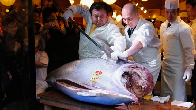 Teuerster Fisch aller Zeiten - Auktion in Tokio Teuerster Fisch aller Zeiten - Auktion in Tokio