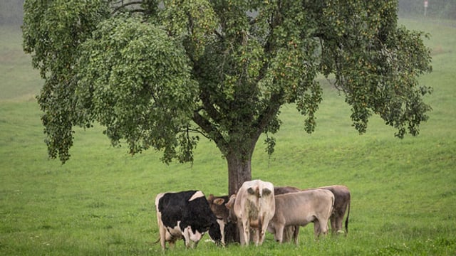 Kühe unter einem Baum