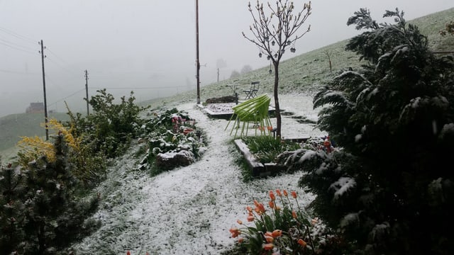 Leicht verschneiter Garten in Gonten Leicht verschneiter Garten in Gonten
