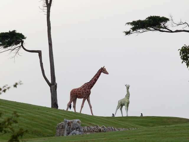 Giraffen-Statuen auf Kim Dotcoms Anwesen in Neuseeland. Giraffen-Statuen auf Kim Dotcoms Anwesen in Neuseeland.