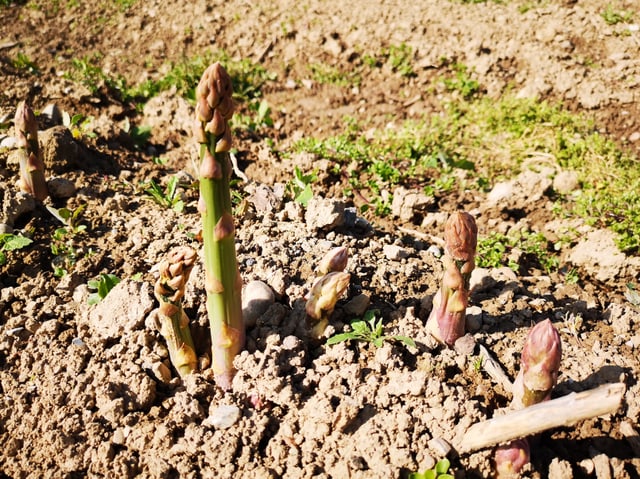 Grüne Spargeln auf dem Feld. Grüne Spargeln auf dem Feld.