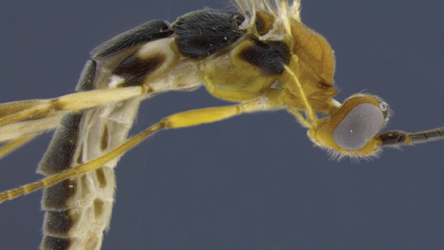 Aleiodes shakirae Aleiodes shakirae