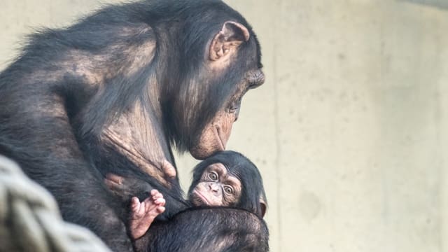Adrian Baumeyer über die Schimpansen-Familie