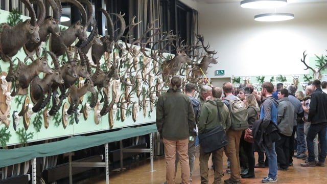 Eine Wand mit Hirschgeweihen und Präparaten. Eine Wand mit Hirschgeweihen und Präparaten.