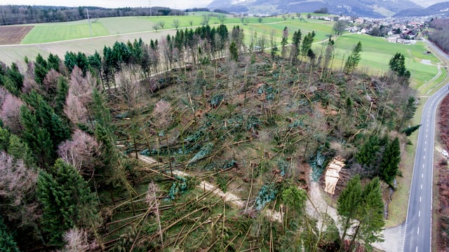 Wald mit vielen umgenickten Bäumen. Wald mit vielen umgenickten Bäumen.