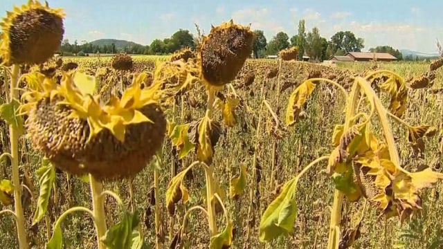 Vertrocknete Sonnenblumen. Vertrocknete Sonnenblumen.
