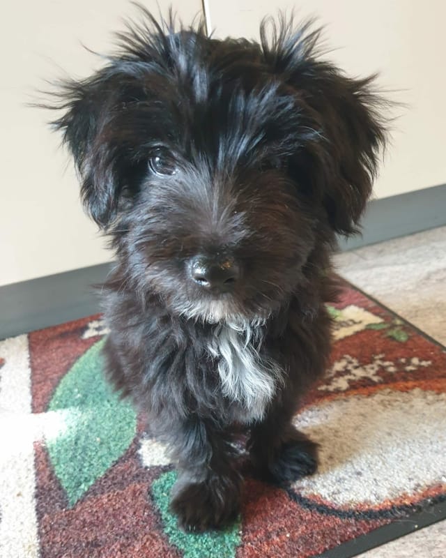 Ein schwarzer Hundewelpen.
