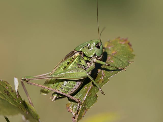 Warzenbeisser